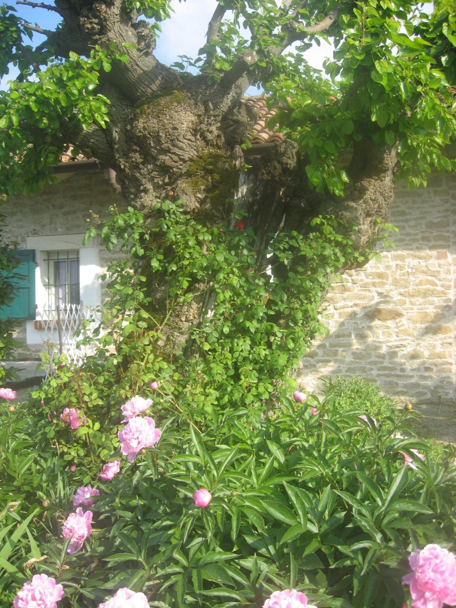 Agriturismo Cascina Serra Коссано-Бельбо Экстерьер фото